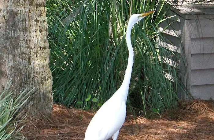 The Village At Palmetto Dunes Condominiums Hilton Head Island